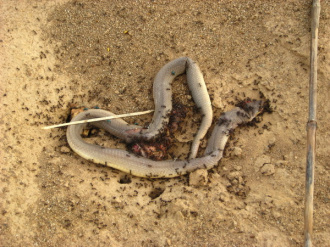 05 Le Repos Eternel Pour Le Serpent